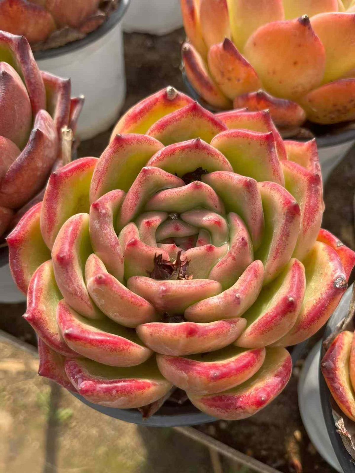 12株 シャネル 多肉植物 エケベリア セダム アエオニウム グラプトペタルム 韓国苗 寄せ植え