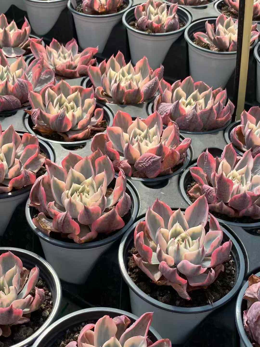 18株×アメシンキン 多肉植物 エケベリア セダム アエオニウム グラプトペタルム 韓国苗 寄せ植え