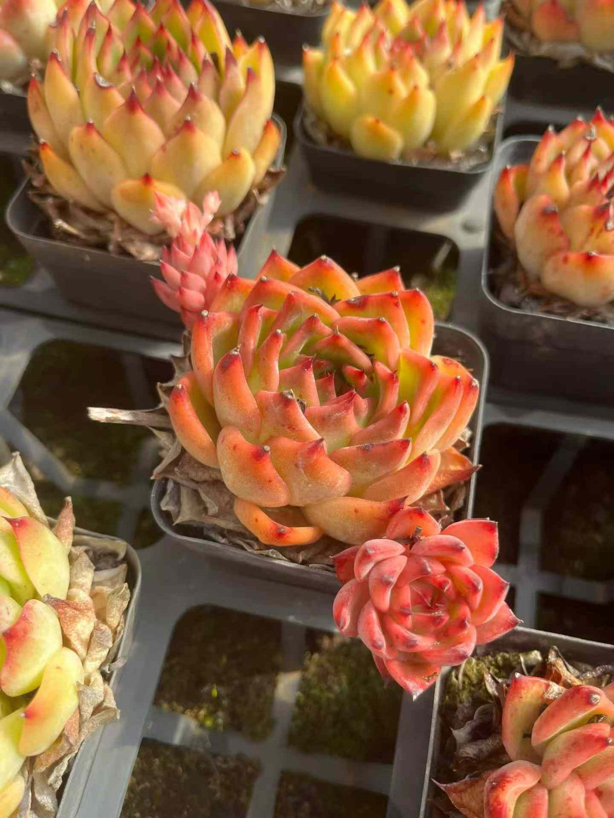 24株 エイカ 多肉植物 エケベリア セダム アエオニウム グラプトペタルム 韓国苗 寄せ植え