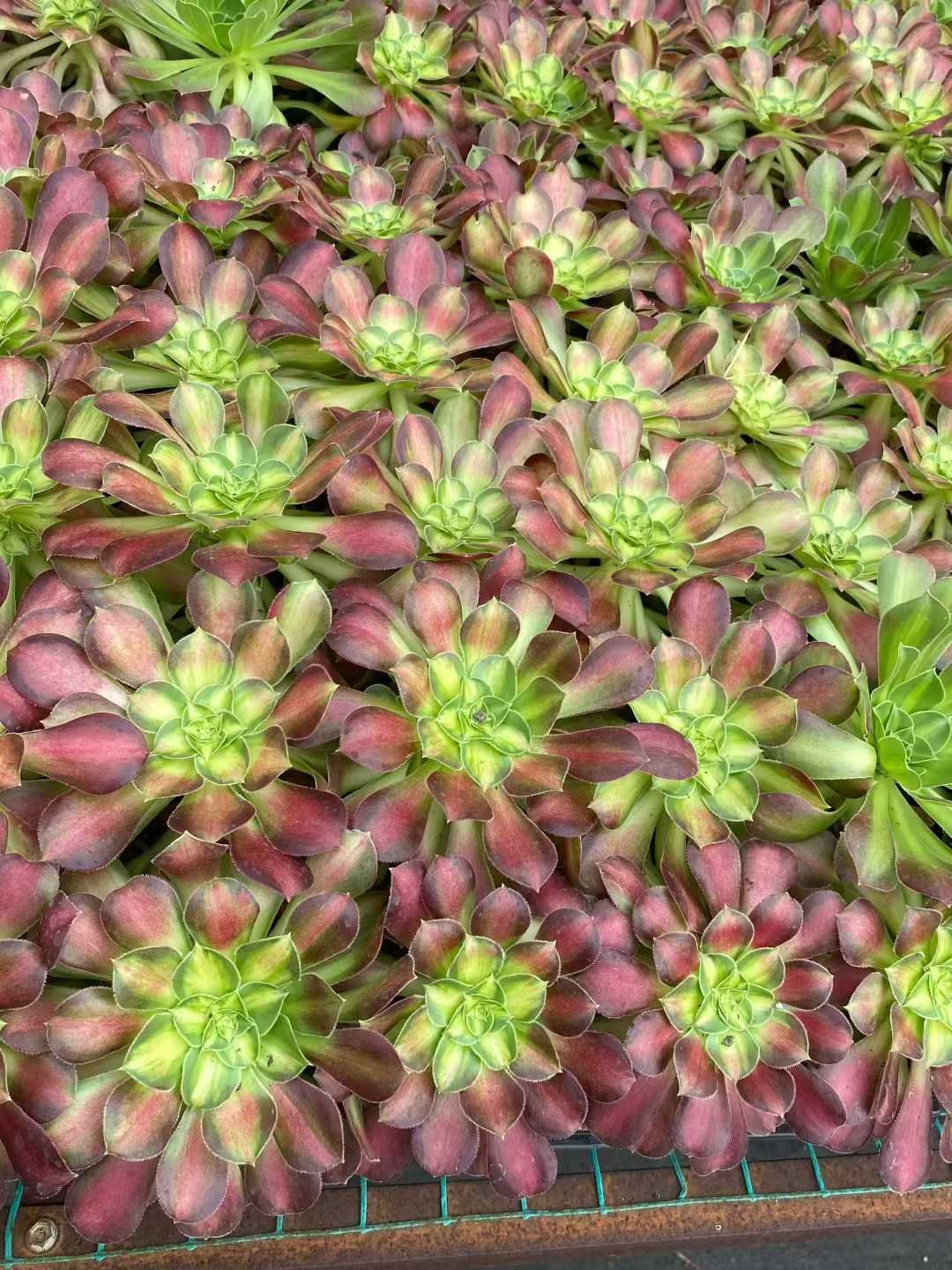 24株×アンナ 多肉植物 エケベリア セダム アエオニウム グラプトペタルム 韓国苗 寄せ植え MY 859