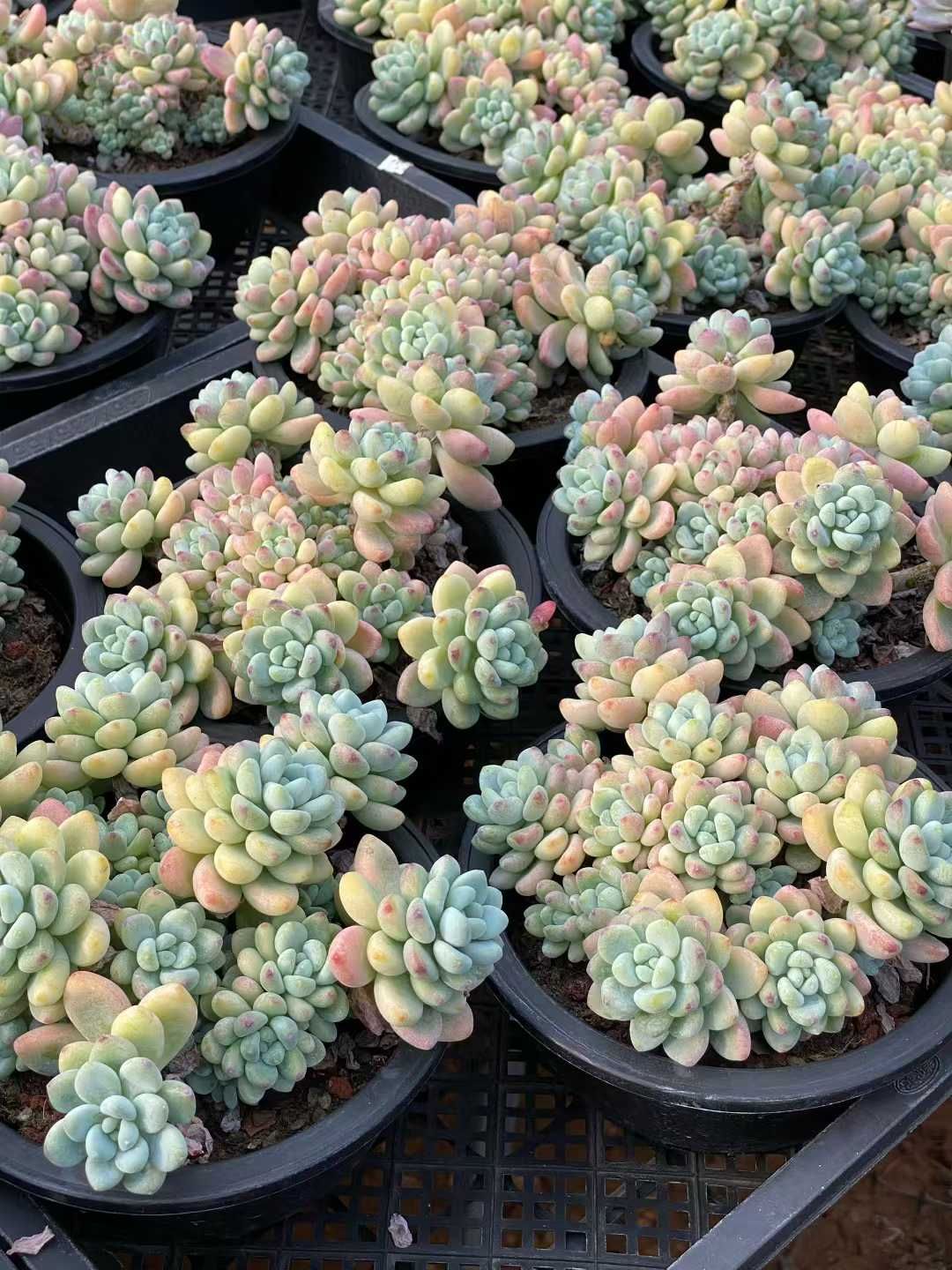 18株×ラウル 多肉植物 エケベリア セダム アエオニウム グラプトペタルム 韓国苗 寄せ植え QS 1207