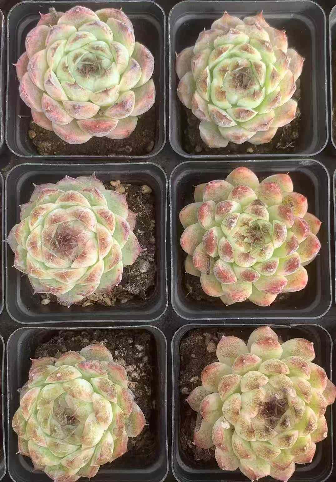 24株×シキン 多肉植物 エケベリア セダム アエオニウム グラプトペタルム 韓国苗 寄せ植え