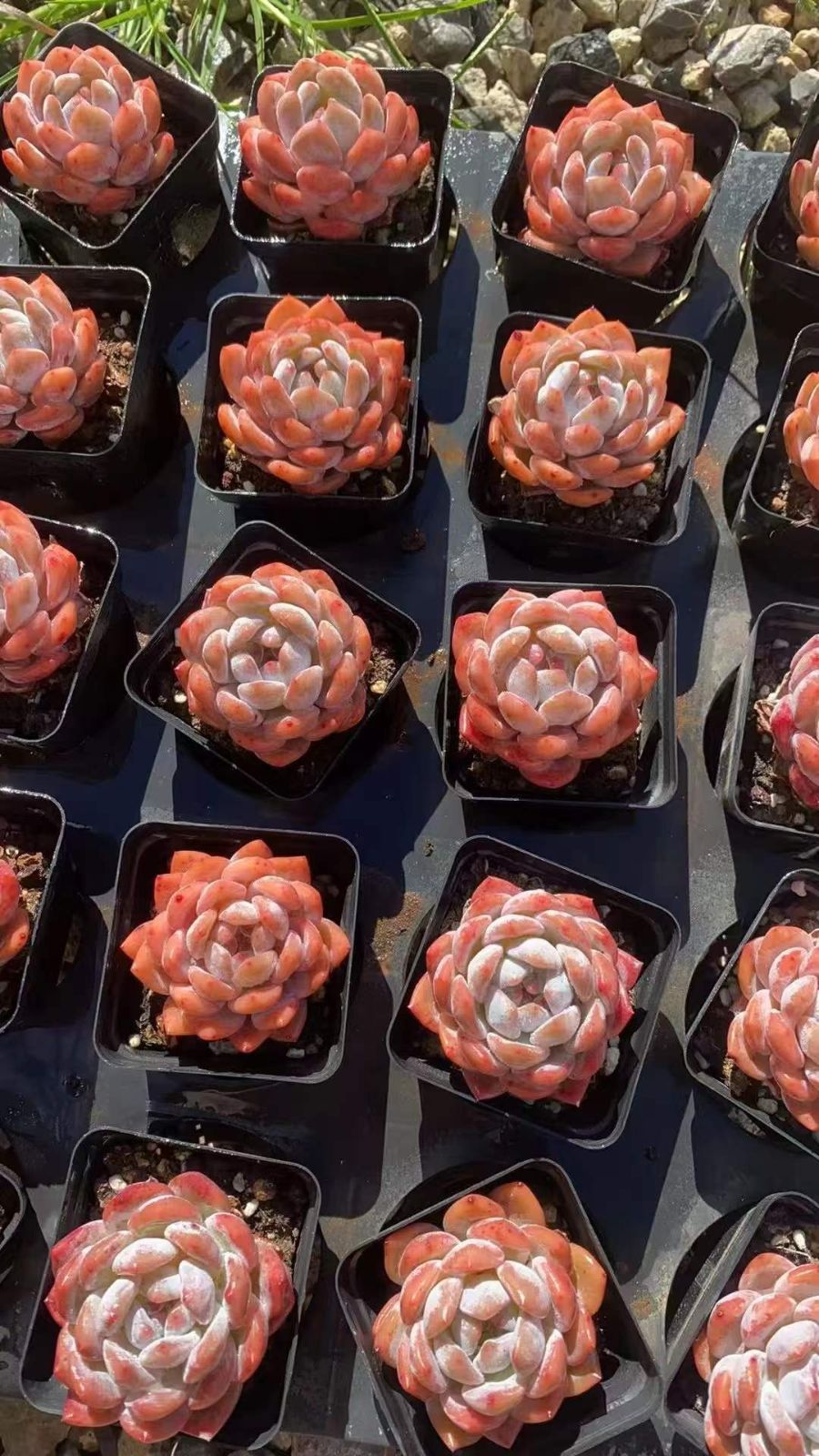 50株×ユキテンシ 多肉植物 エケベリア セダム アエオニウム グラプトペタルム 韓国苗 寄せ植え RC 2111