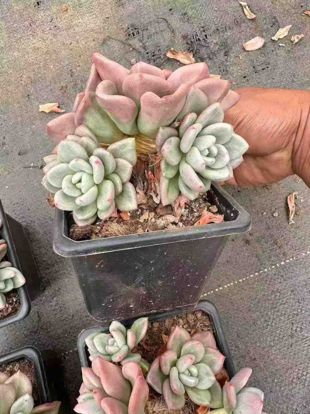 12株 エルジョーンズ 多肉植物 エケベリア セダム アエオニウム グラプトペタルム 韓国苗 寄せ植え