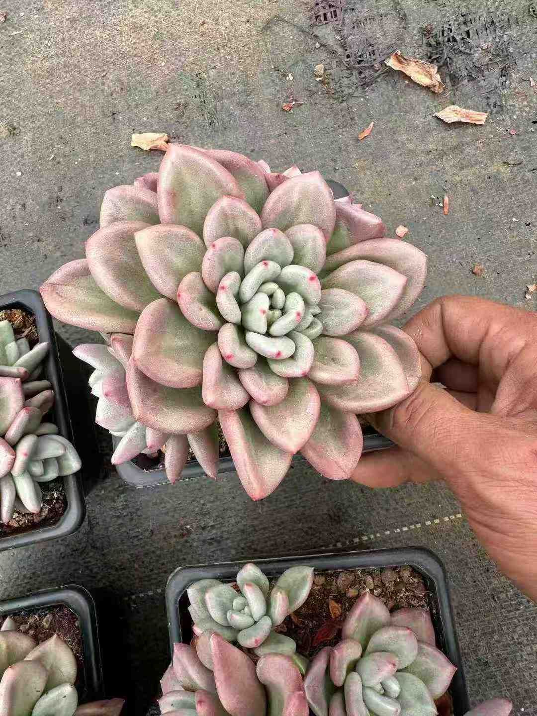 12株 エルジョーンズ 多肉植物 エケベリア セダム アエオニウム グラプトペタルム 韓国苗 寄せ植え 葉面クリーナー その他多肉植物 