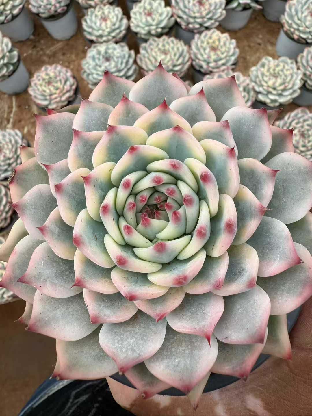 6株×チワワニシキ 多肉植物 エケベリア セダム アエオニウム