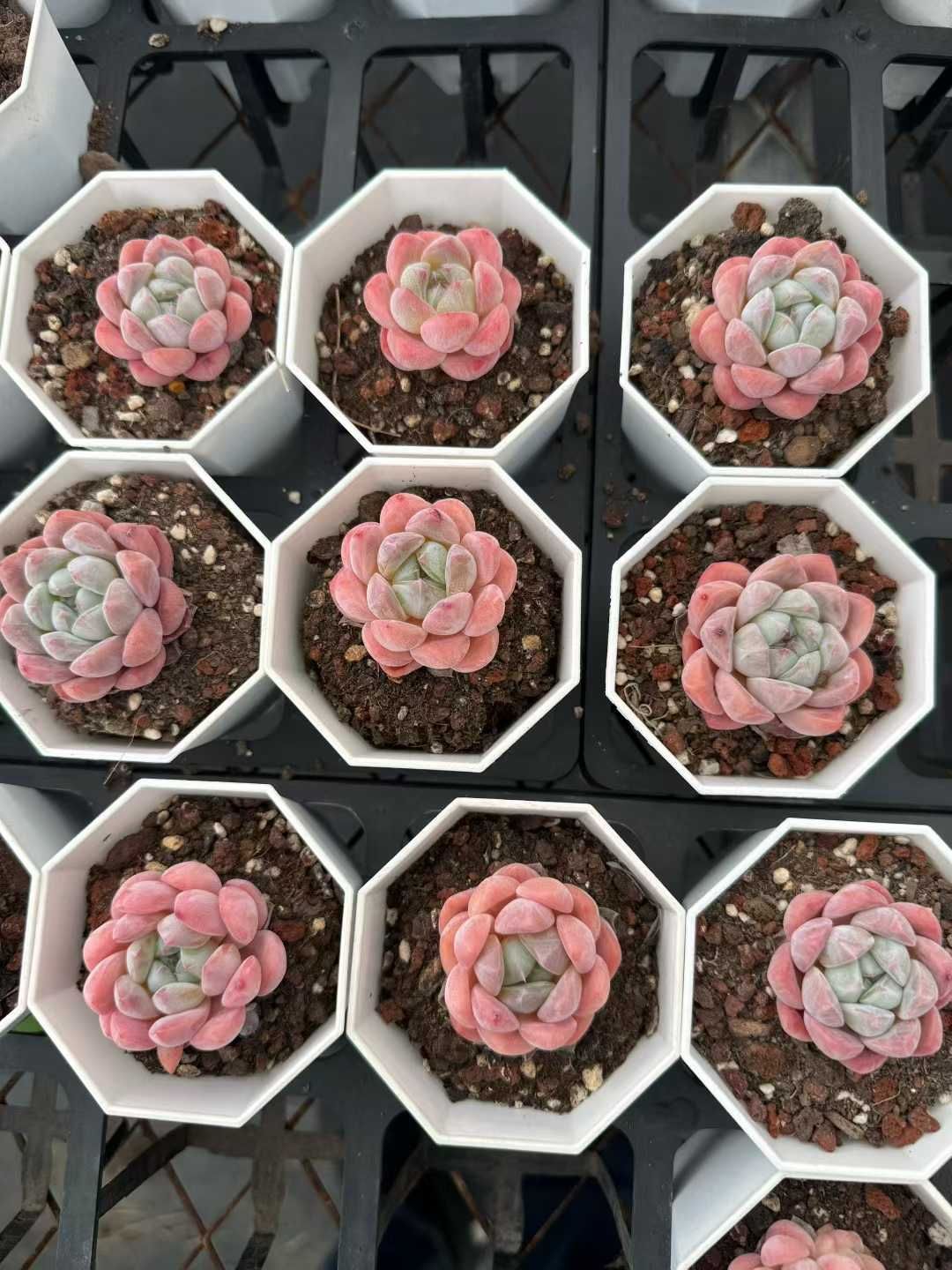 50株×クリームジェニー 多肉植物 エケベリア セダム アエオニウム グラプトペタルム 韓国苗 寄せ植え