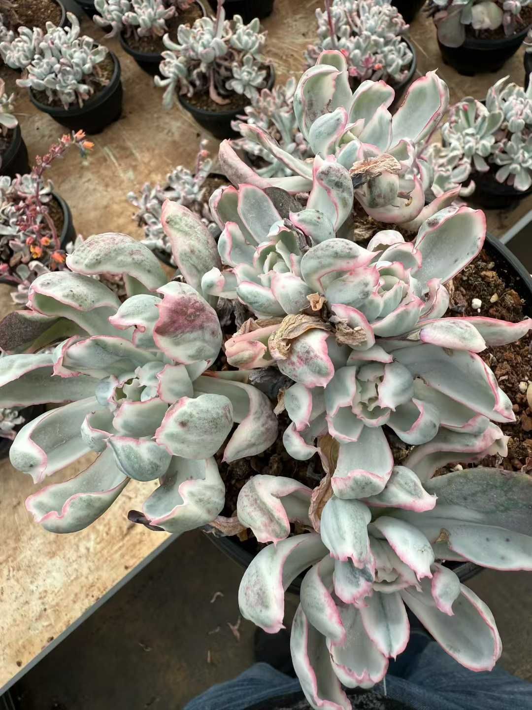 6株×バークレーキンロウショウ 多肉植物 エケベリア セダム アエオニウム グラプトペタルム 韓国苗 寄せ植え