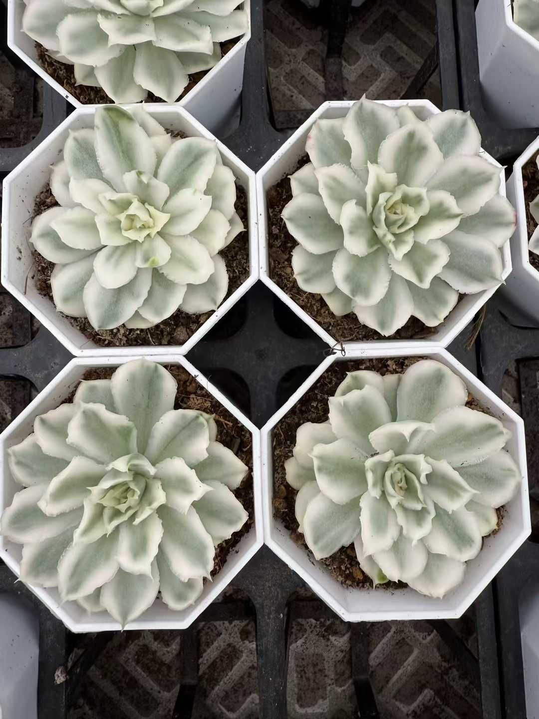 24株 パープルバタフライニシキ 多肉植物 エケベリア セダム アエオニウム グラプトペタルム 韓国苗 寄せ植え