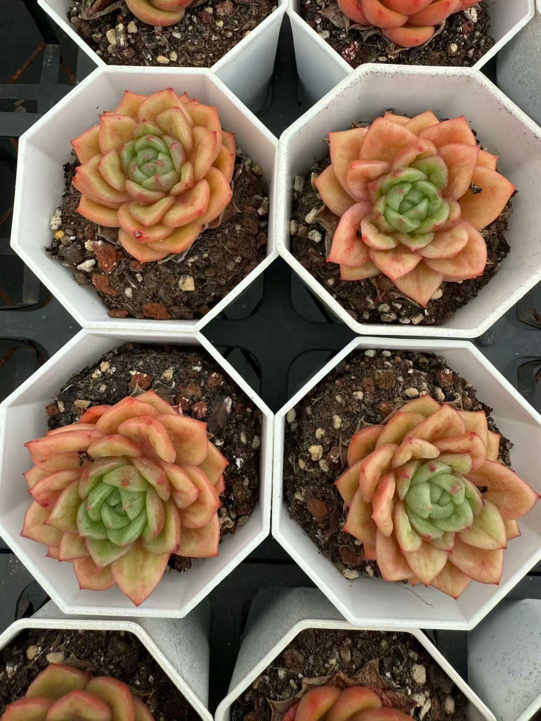 50株×ライトニングバード 多肉植物 エケベリア セダム アエオニウム グラプトペタルム 韓国苗 寄せ植え