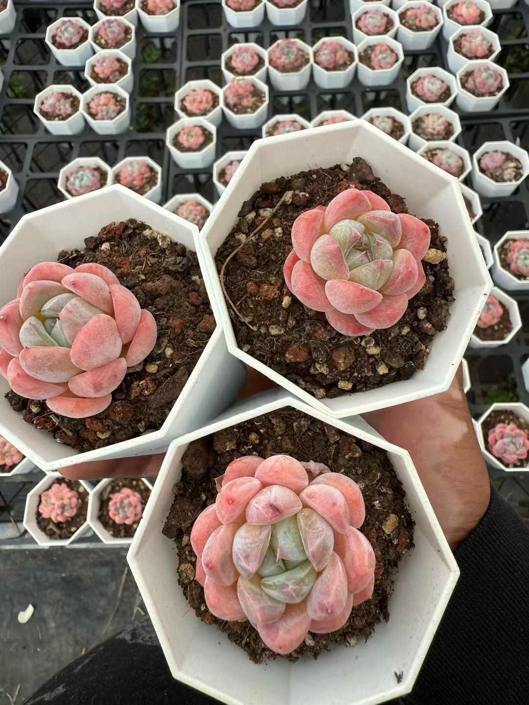 50株×クリームジェニー 多肉植物 エケベリア セダム アエオニウム グラプトペタルム 韓国苗 寄せ植え