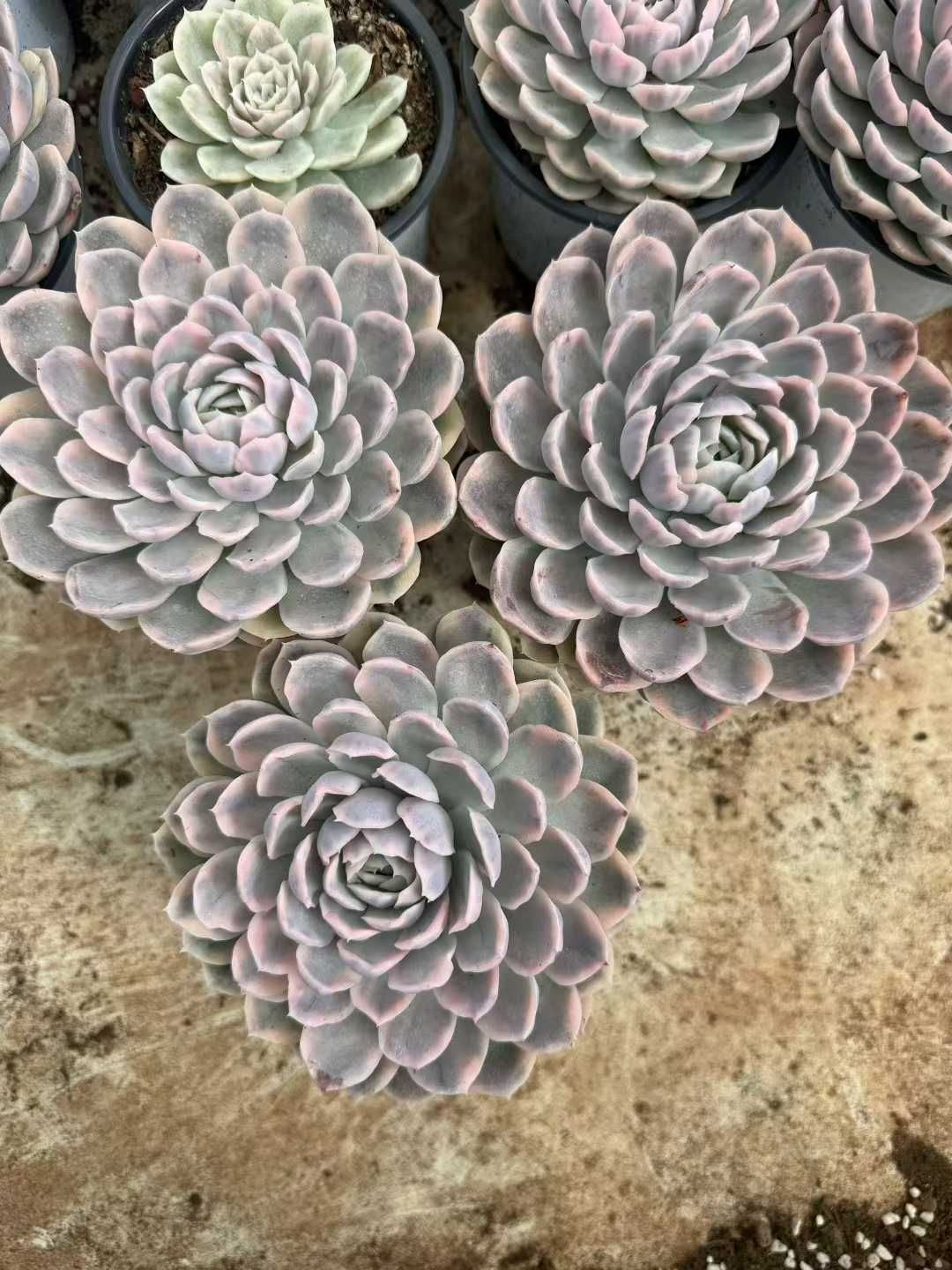 8株×ユキダマニシキ 多肉植物 エケベリア セダム アエオニウム グラプトペタルム 韓国苗 寄せ植え