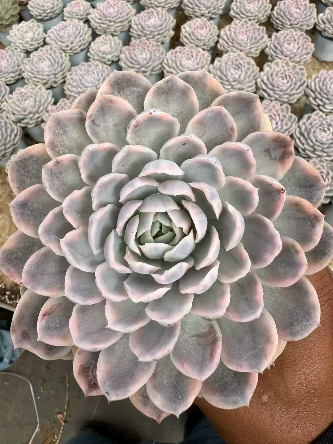 8株×ユキダマニシキ 多肉植物 エケベリア セダム アエオニウム グラプトペタルム 韓国苗 寄せ植え