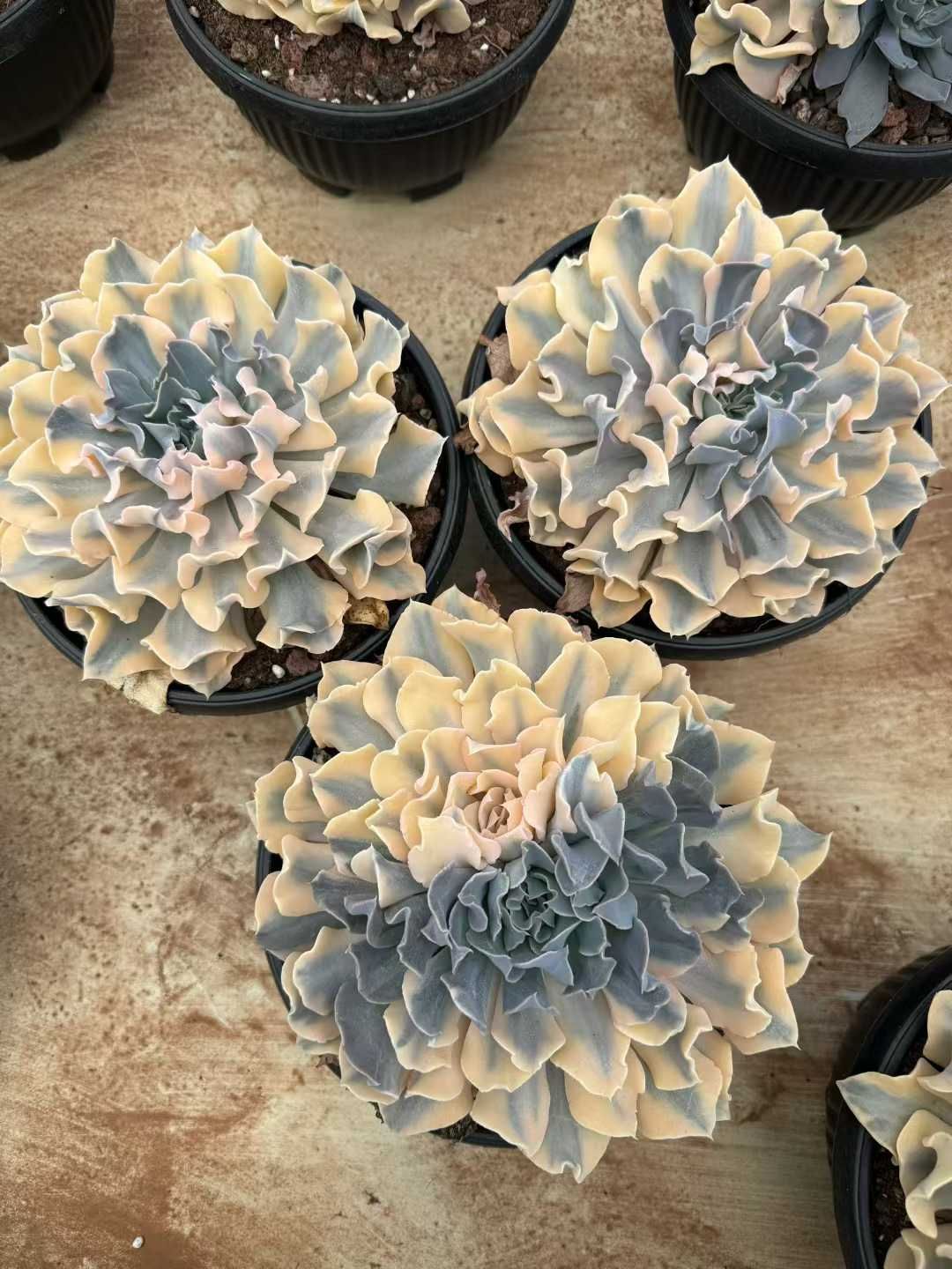 6株 リベリアハナキン 多肉植物 エケベリア セダム アエオニウム グラプトペタルム 韓国苗 寄せ植え