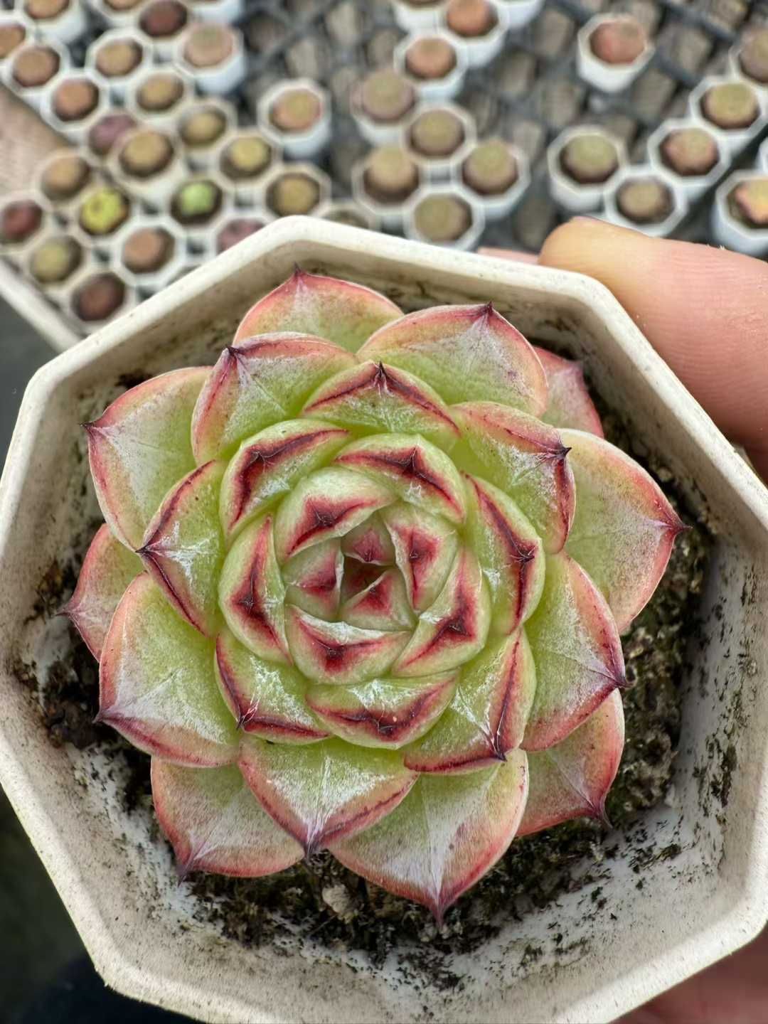 24株×アルプス 多肉植物 エケベリア セダム アエオニウム グラプトペタルム 韓国苗 寄せ植え