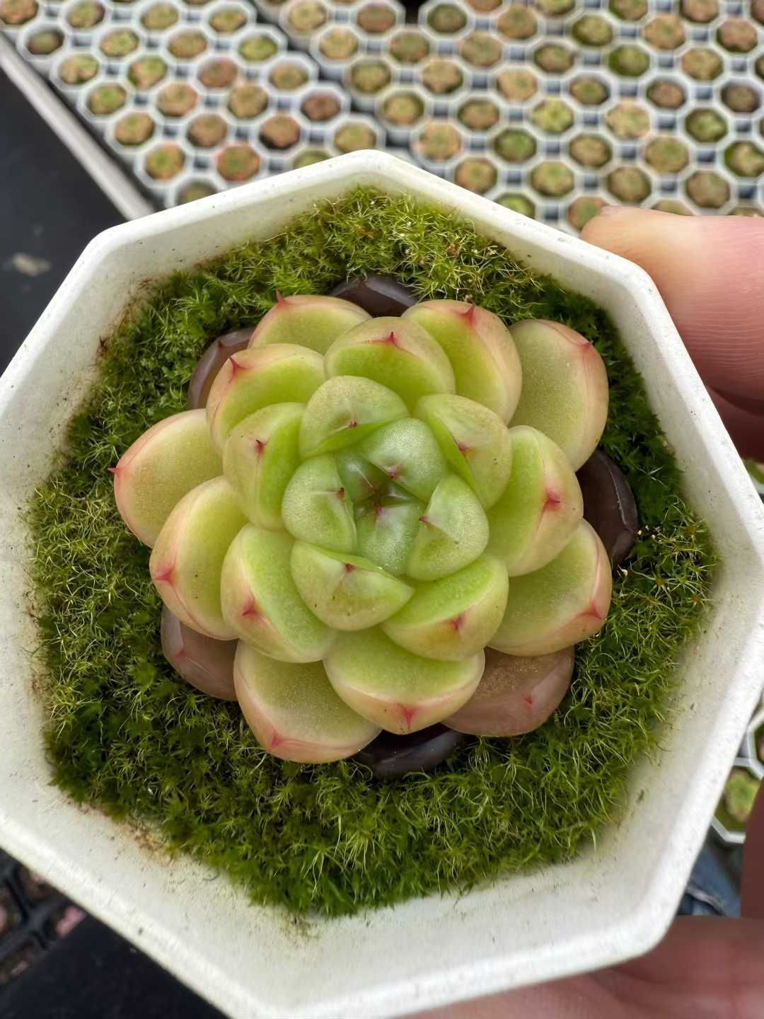 50株 リンゴジェニー 多肉植物 エケベリア セダム アエオニウム グラプトペタルム 韓国苗 寄せ植え