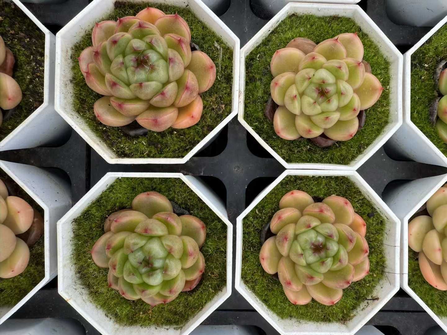 50株×リンゴジェニー 多肉植物 エケベリア セダム アエオニウム グラプトペタルム 韓国苗 寄せ植え