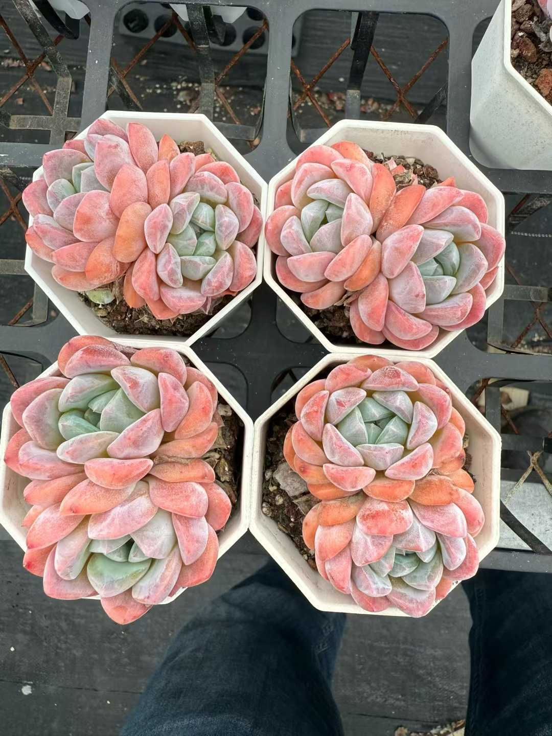 50株 コウム 多肉植物 エケベリア セダム アエオニウム グラプトペタルム 韓国苗 寄せ植え