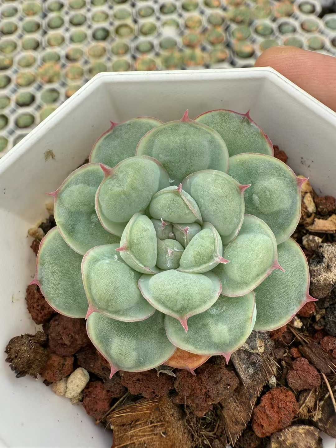 24株×リュウツキエイ 多肉植物 エケベリア セダム アエオニウム グラプトペタルム 韓国苗 寄せ植え