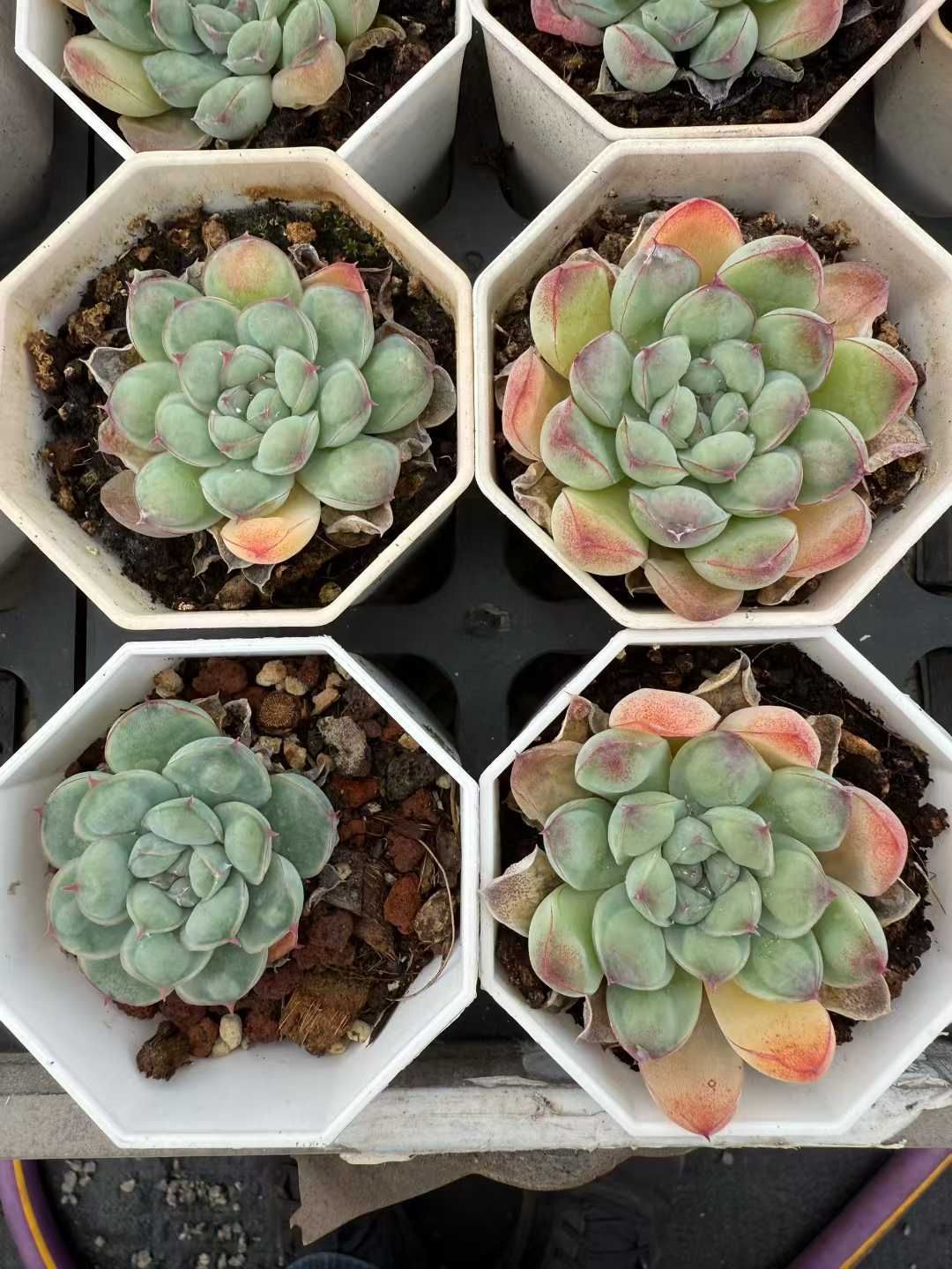 24株 リュウツキエイ 多肉植物 エケベリア セダム アエオニウム グラプトペタルム 韓国苗 寄せ植え