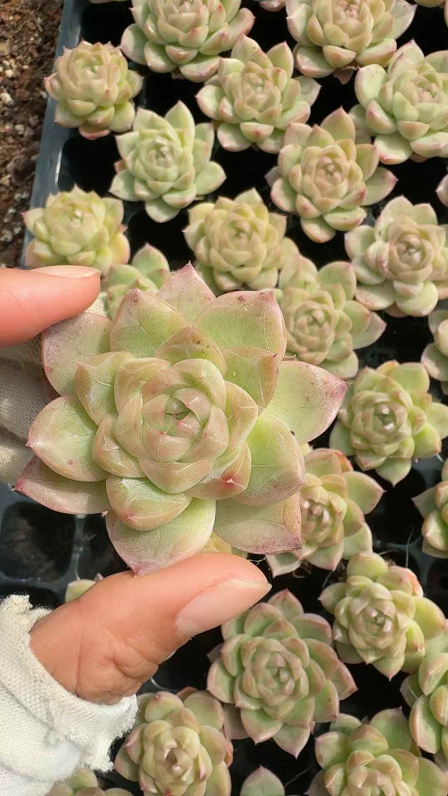 53苗×シンロ 多肉植物 エケベリア セダム アエオニウム グラプトペタルム 韓国苗 寄せ植え XQ 286