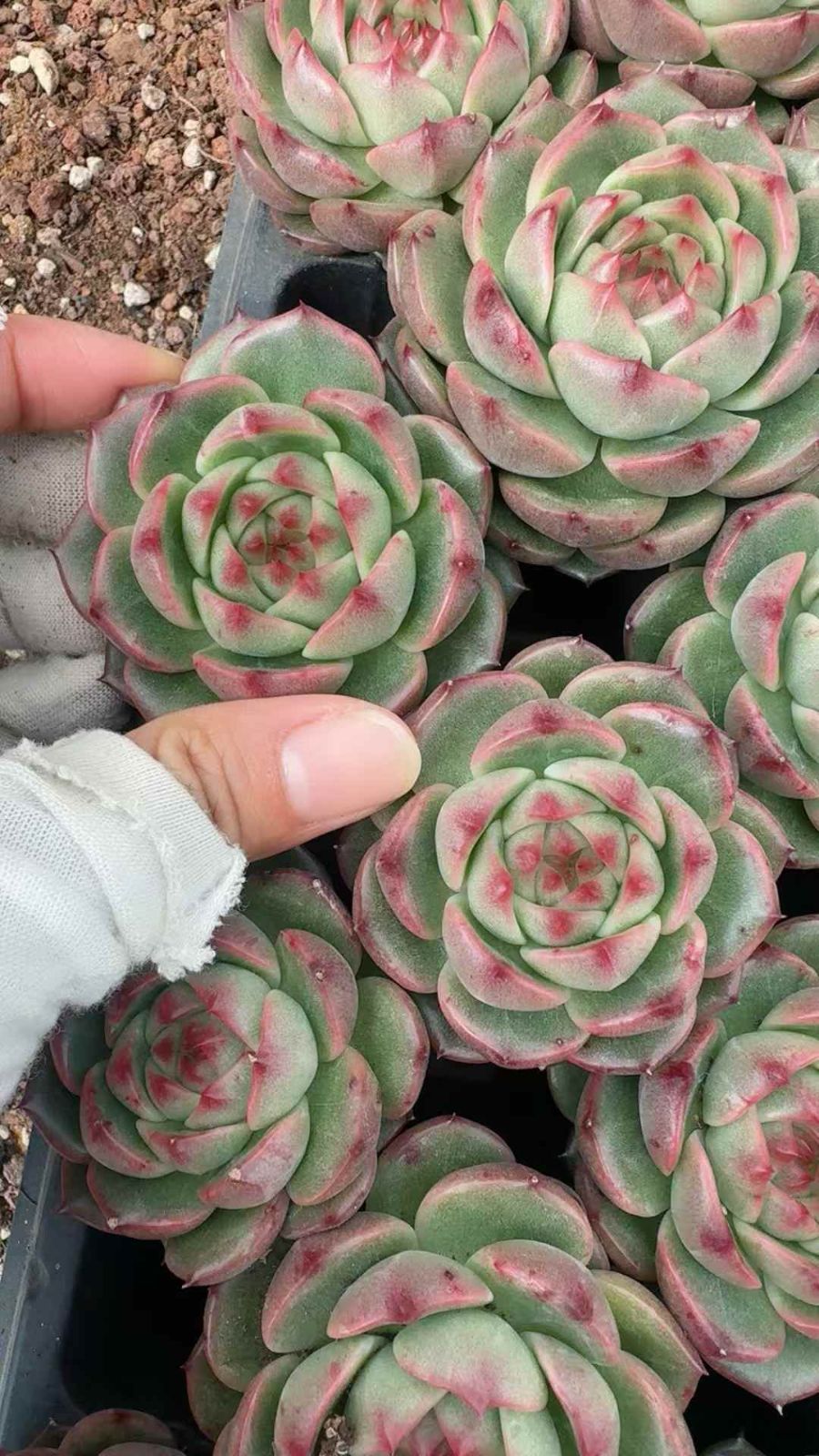 セダム アエオニウム