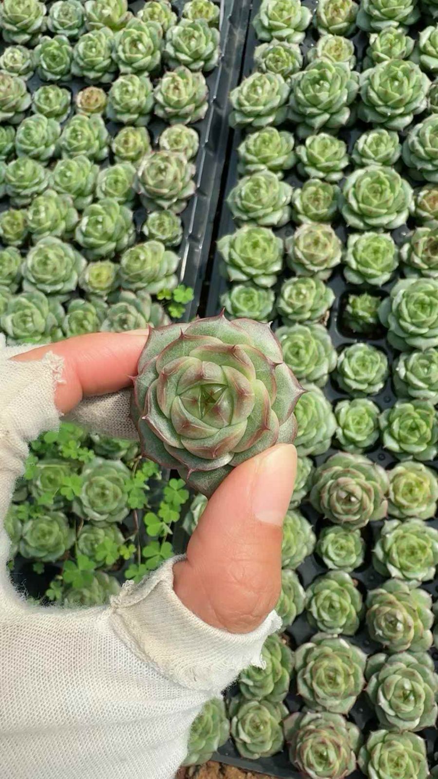 105苗×セイイ 多肉植物 エケベリア セダム アエオニウム グラプトペタルム 韓国苗 寄せ植え XQ 288