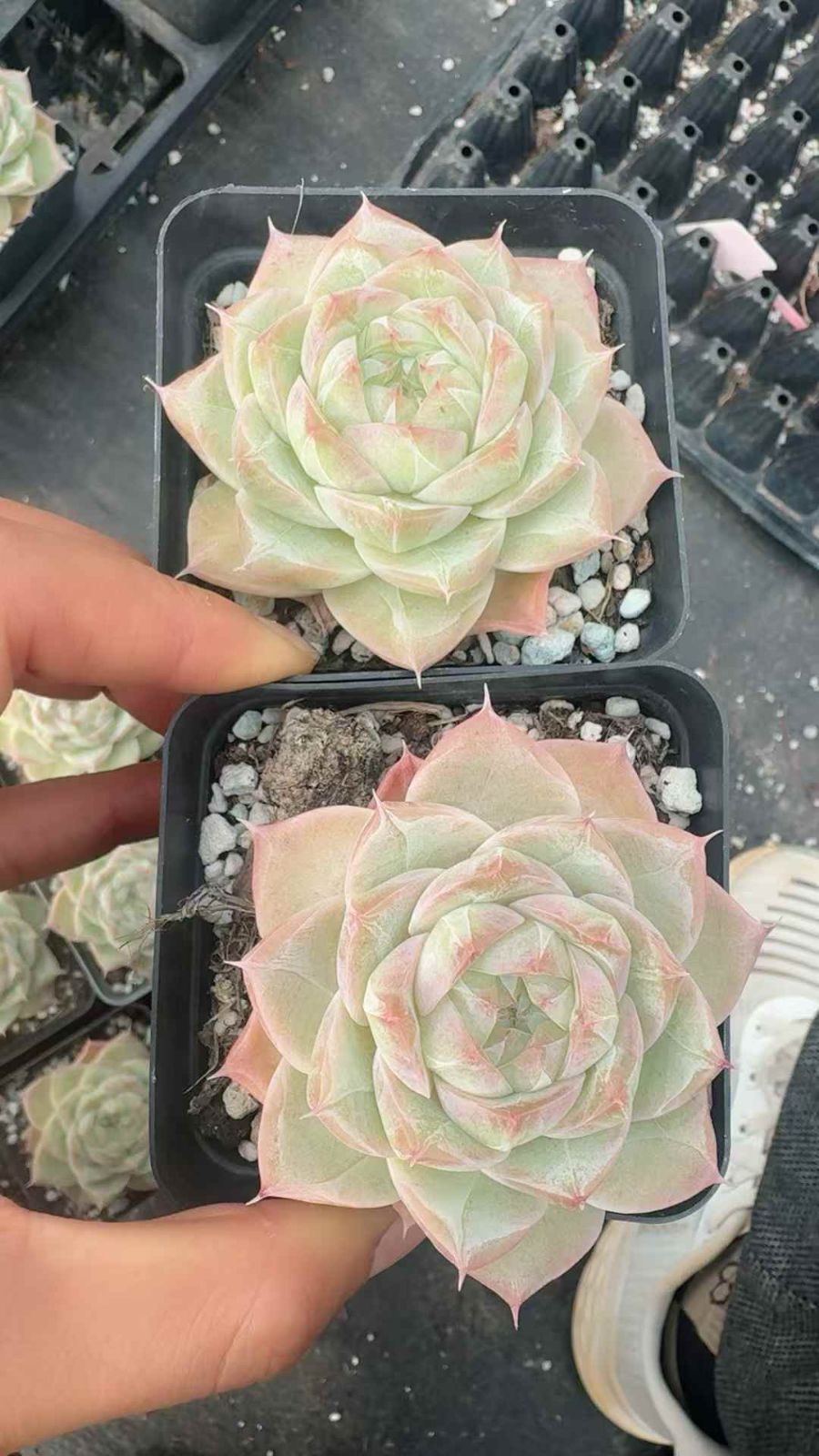 24株 コウフンジョウオウ 多肉植物 エケベリア セダム アエオニウム グラプトペタルム 韓国苗 寄せ植え XQ 294