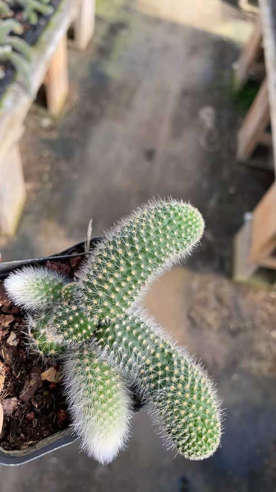 50株×コビバ 多肉植物 エケベリア セダム アエオニウム グラプトペタルム 韓国苗 寄せ植え ZA 988