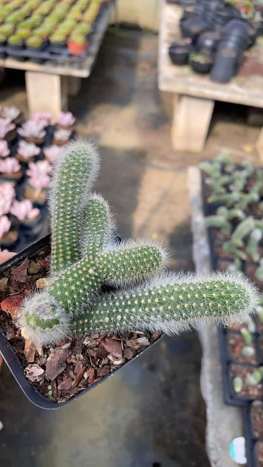 50株×コビバ 多肉植物 エケベリア セダム アエオニウム グラプトペタルム 韓国苗 寄せ植え ZA 988