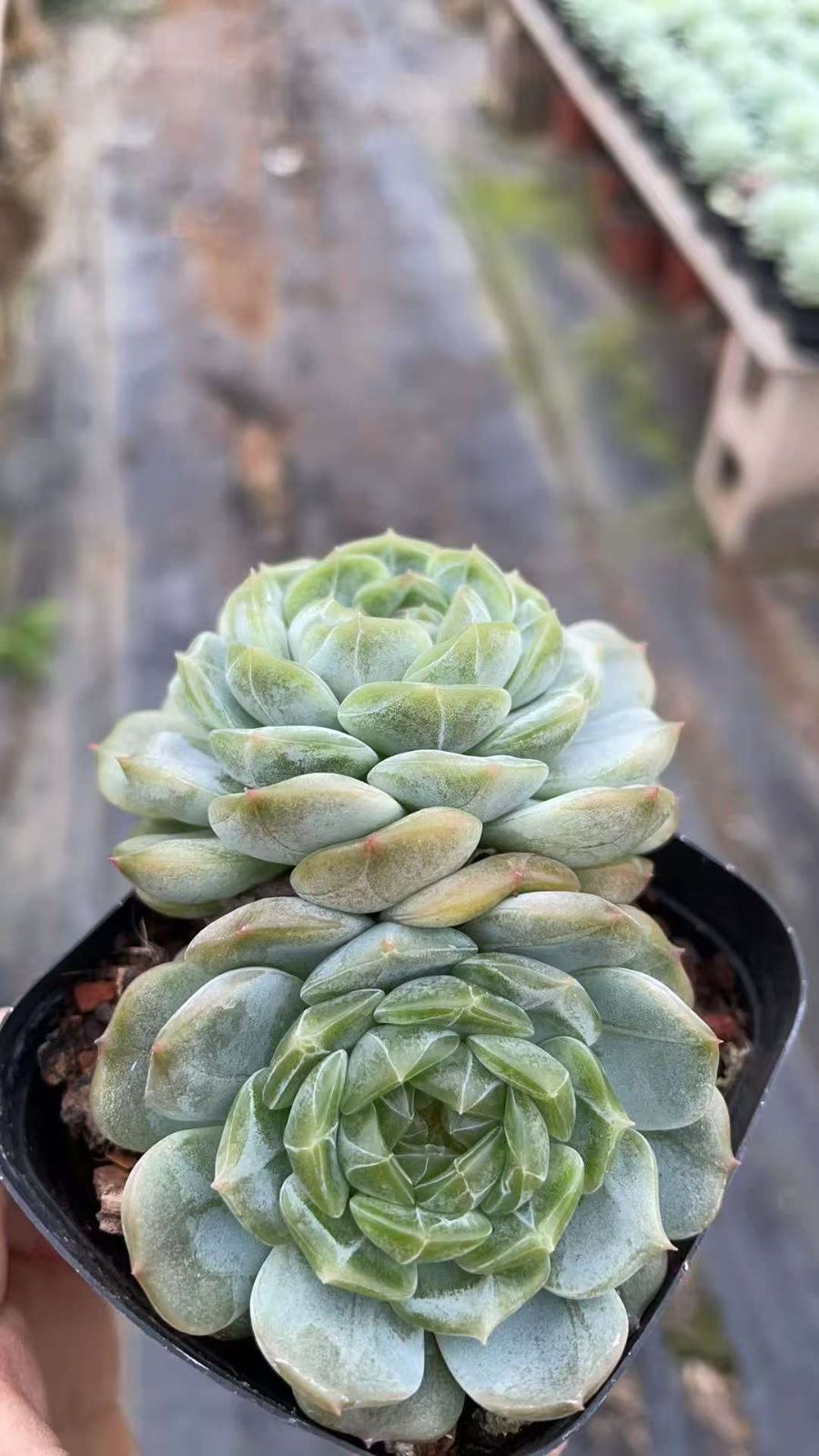 50株×ハクレン 多肉植物 エケベリア セダム アエオニウム グラプトペタルム 韓国苗 寄せ植え ZA 989