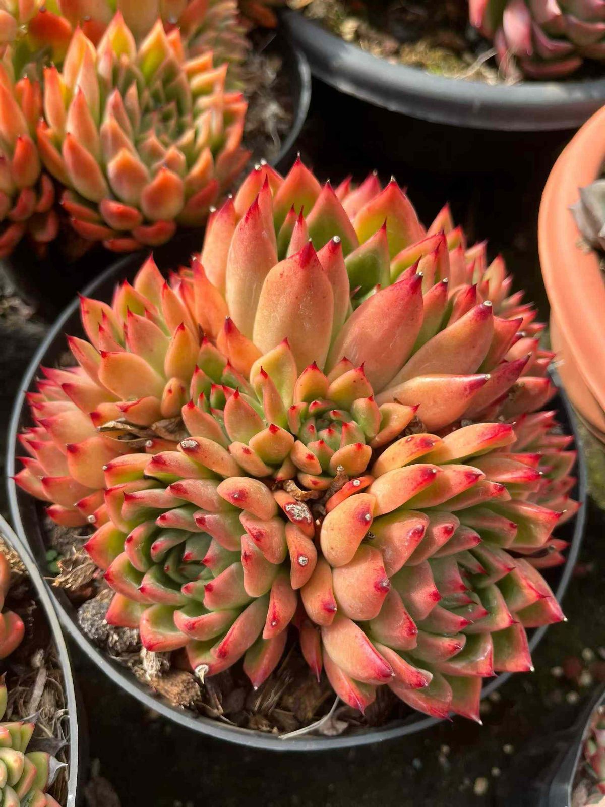 6株×コウトラノコ 多肉植物 エケベリア セダム アエオニウム グラプトペタルム 韓国苗 寄せ植え