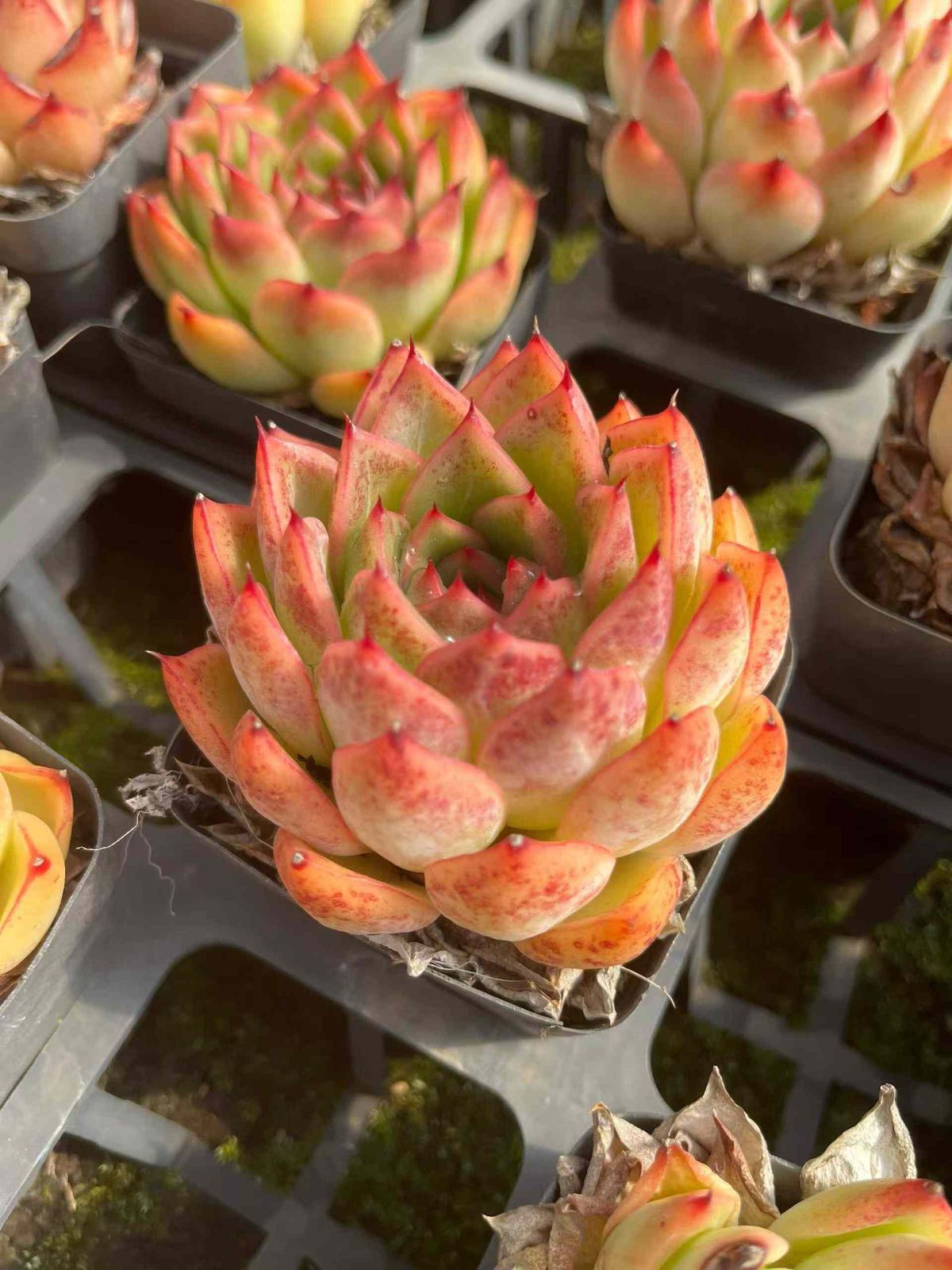 24株×エイカ 多肉植物 エケベリア セダム アエオニウム グラプトペタルム 韓国苗 寄せ植え