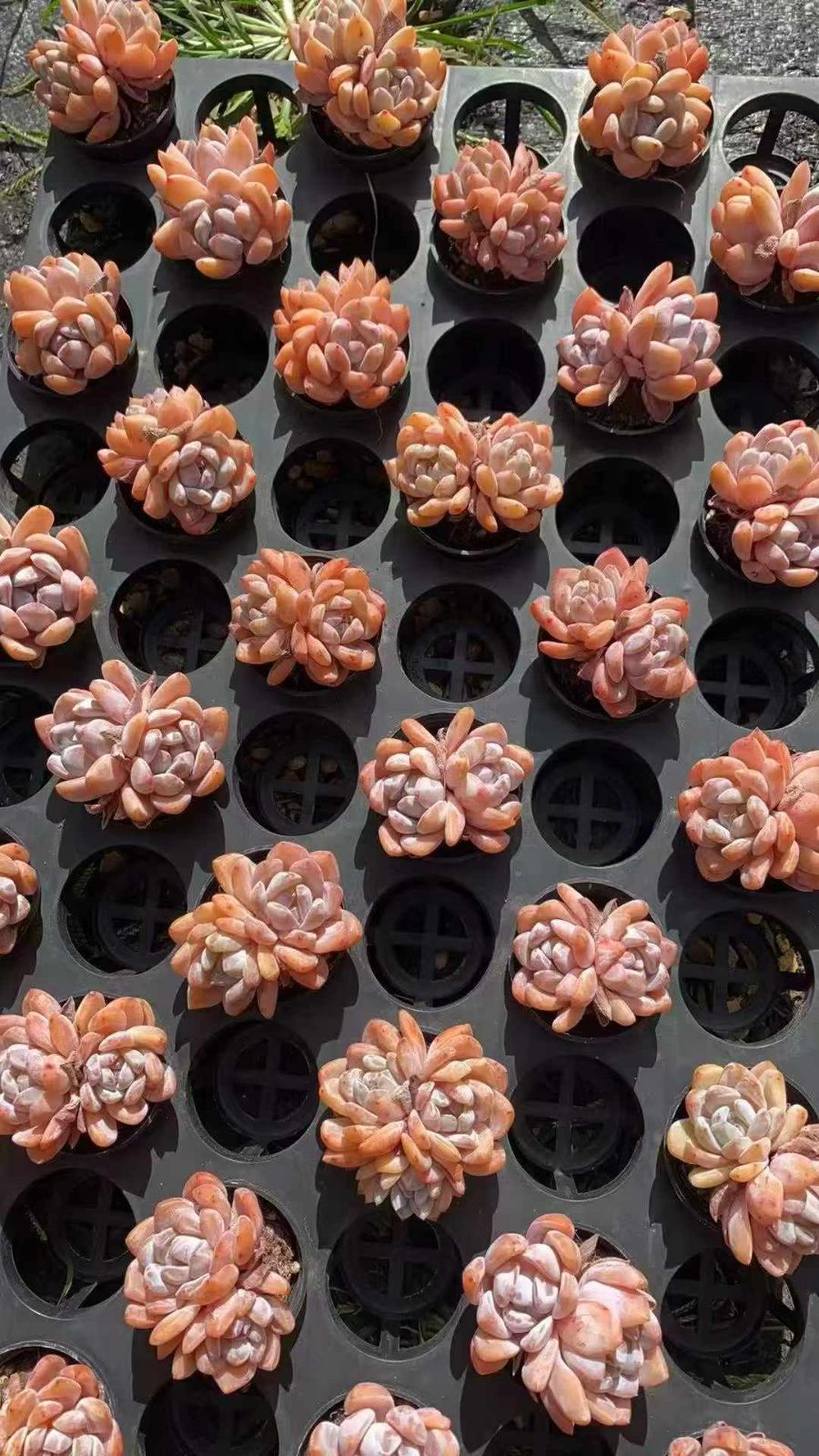 50株×ユキテンシ 多肉植物 エケベリア セダム アエオニウム グラプトペタルム 韓国苗 寄せ植え 大型観葉 誕生日ギフト