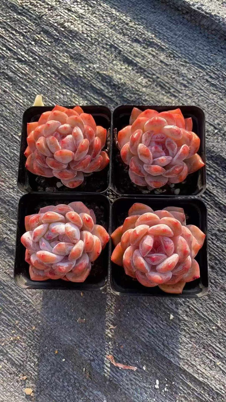 50株×ユキテンシ 多肉植物 エケベリア セダム アエオニウム グラプトペタルム 韓国苗 寄せ植え