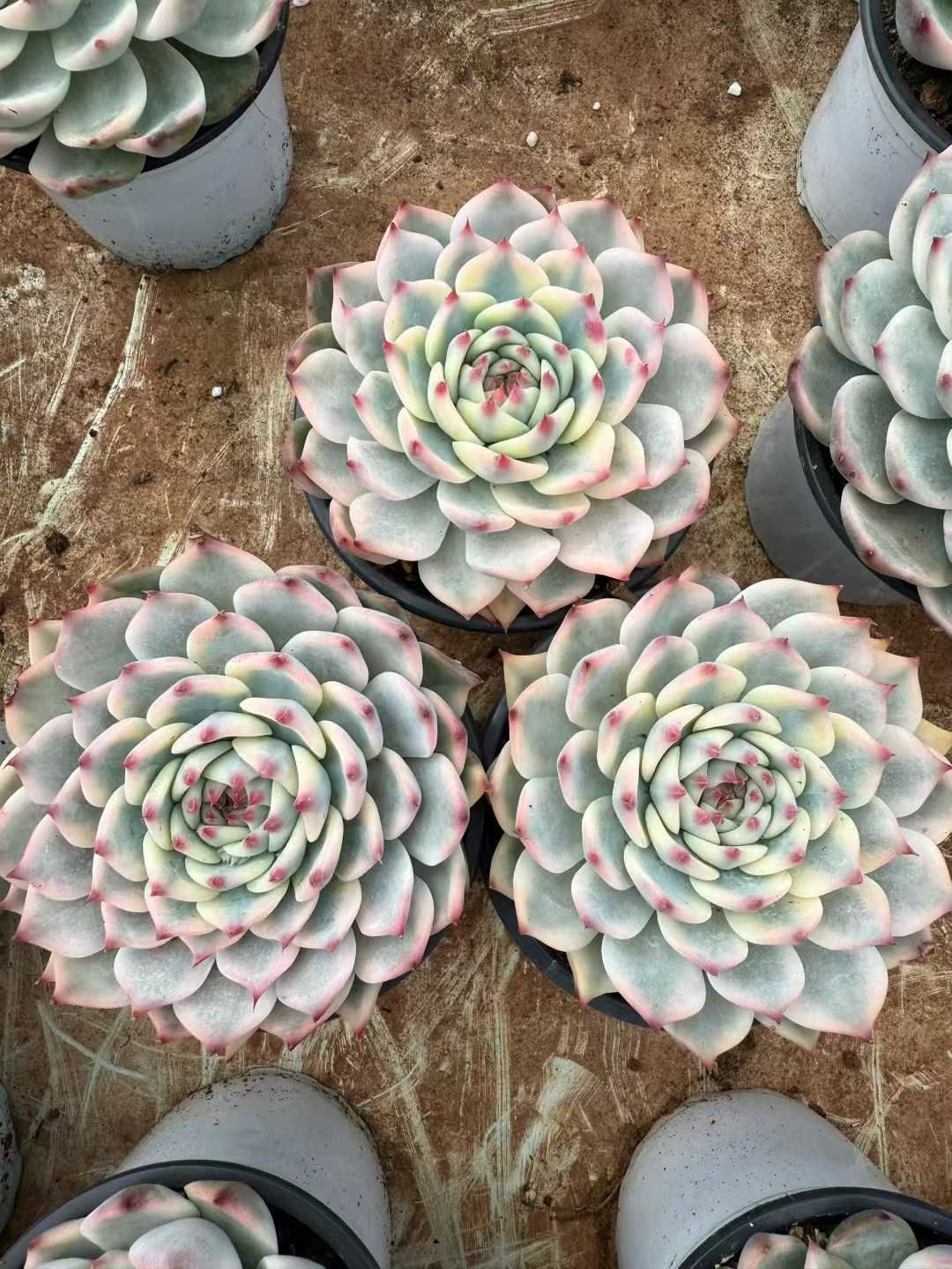 多肉植物 寄せ植え エケベリア・セダム 6株×チワワニシキ 多肉植物 エケベリア セダム アエオニウム