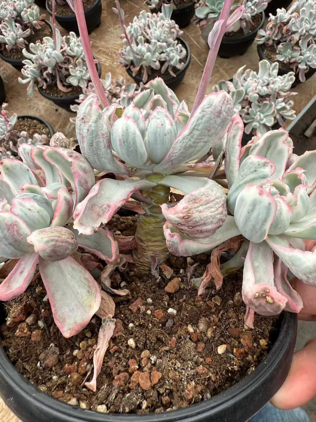 6株×バークレーキンロウショウ 多肉植物 エケベリア セダム アエオニウム グラプトペタルム 韓国苗 寄せ植え