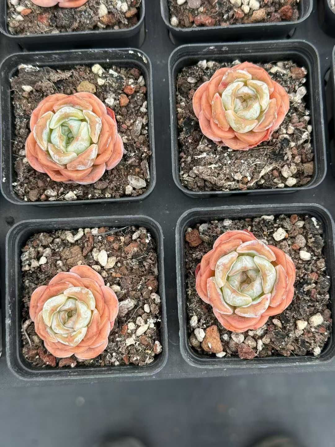 50株×ユウショウ 多肉植物 エケベリア セダム アエオニウム グラプトペタルム 韓国苗 寄せ植え