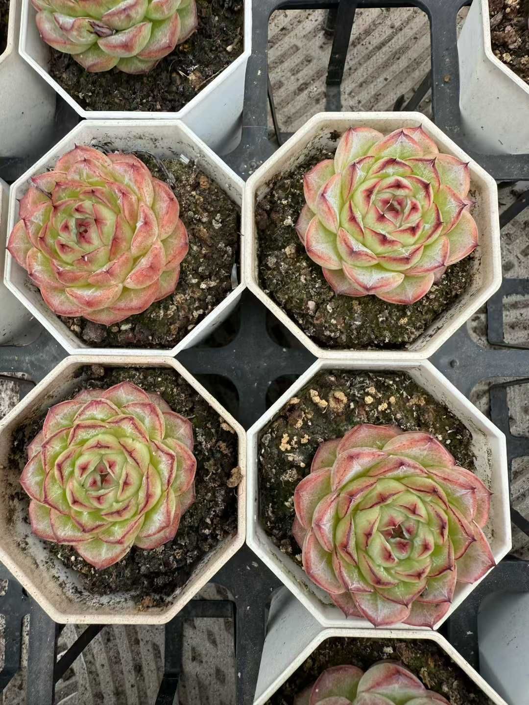 24株 アルプス 多肉植物 エケベリア セダム アエオニウム グラプトペタルム 韓国苗 寄せ植え