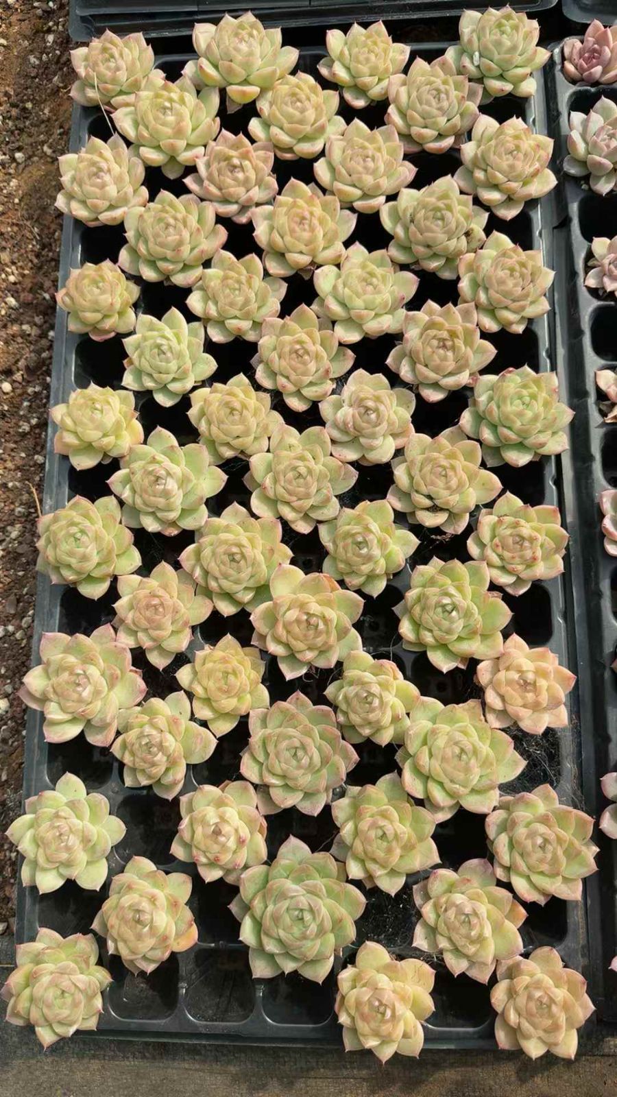 53苗 シンロ 多肉植物 エケベリア セダム アエオニウム グラプトペタルム 韓国苗 寄せ植え XQ 286