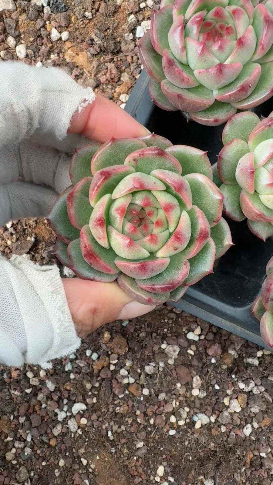 53苗×タンセイ 多肉植物