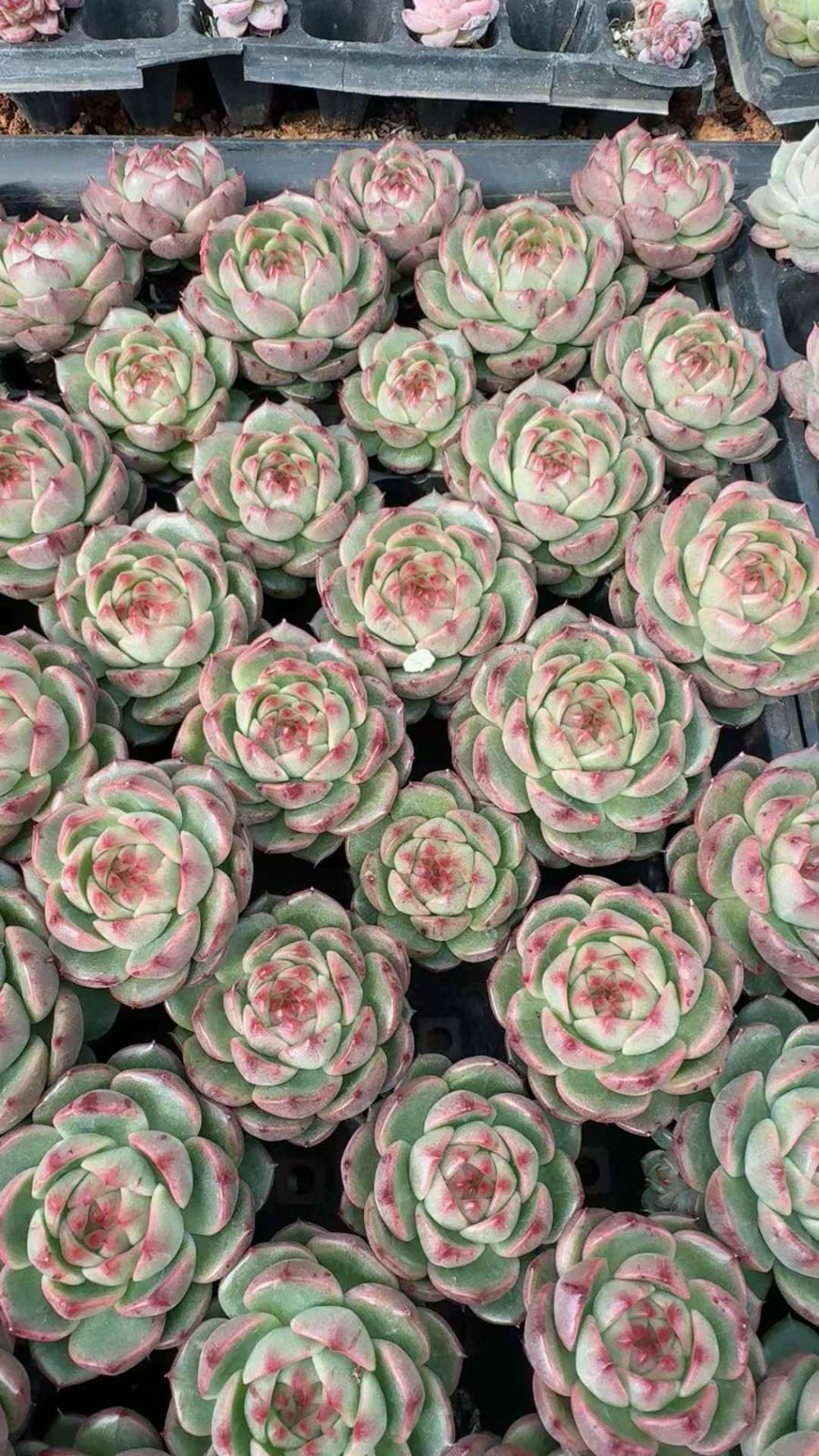 53苗×タンセイ 多肉植物 エケベリア セダム アエオニウム グラプトペタルム 韓国苗 寄せ植え XQ 287 その他多肉植物 観葉植物 フラワー ガーデニング