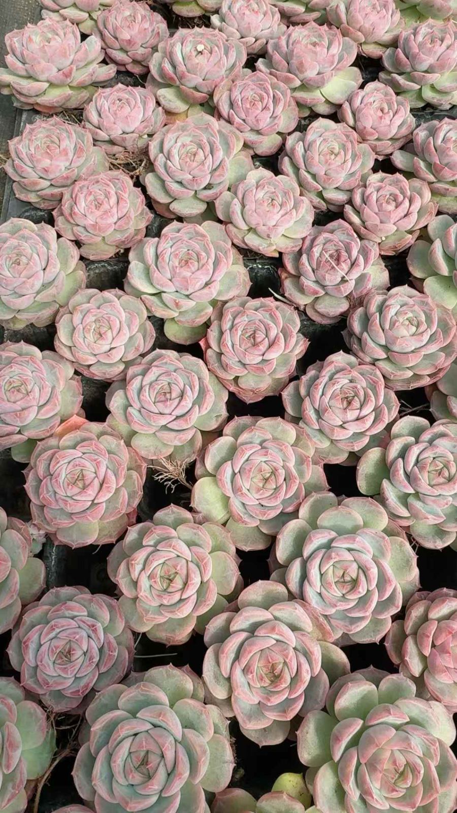 53苗 ムラサキカセンニン 多肉植物 エケベリア セダム アエオニウム グラプトペタルム 韓国苗 寄せ植え XQ 290