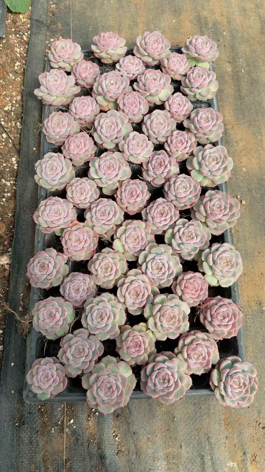 53苗×ムラサキカセンニン 多肉植物 エケベリア セダム アエオニウム グラプトペタルム 韓国苗 寄せ植え XQ 290