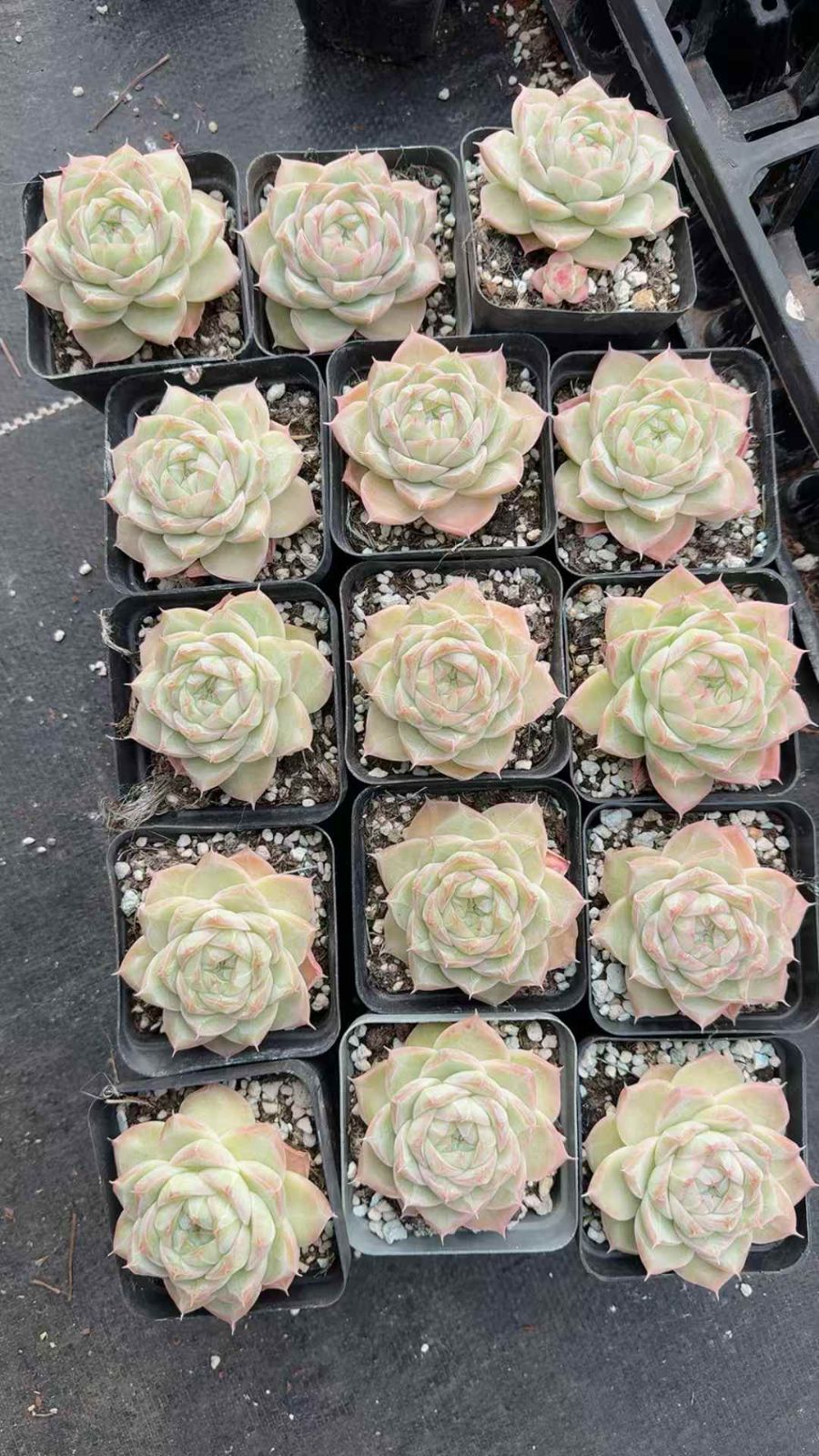 24株×コウフンジョウオウ 多肉植物 エケベリア セダム アエオニウム グラプトペタルム 韓国苗 寄せ植え XQ 294