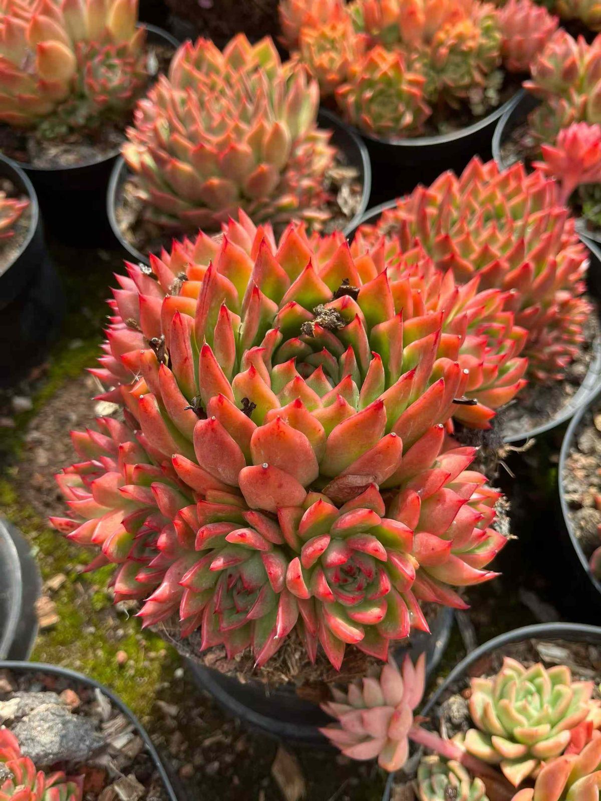 6株×コウトラノコ 多肉植物 エケベリア セダム アエオニウム グラプトペタルム 韓国苗 寄せ植え