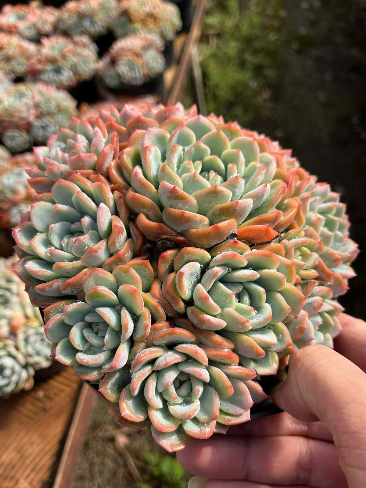 6株 キツモム 多肉植物 エケベリア セダム アエオニウム グラプトペタルム 韓国苗 寄せ植え