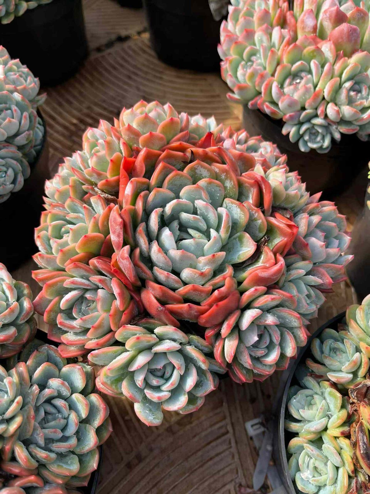 6株×キツモム 多肉植物 エケベリア セダム アエオニウム グラプトペタルム 韓国苗 寄せ植え