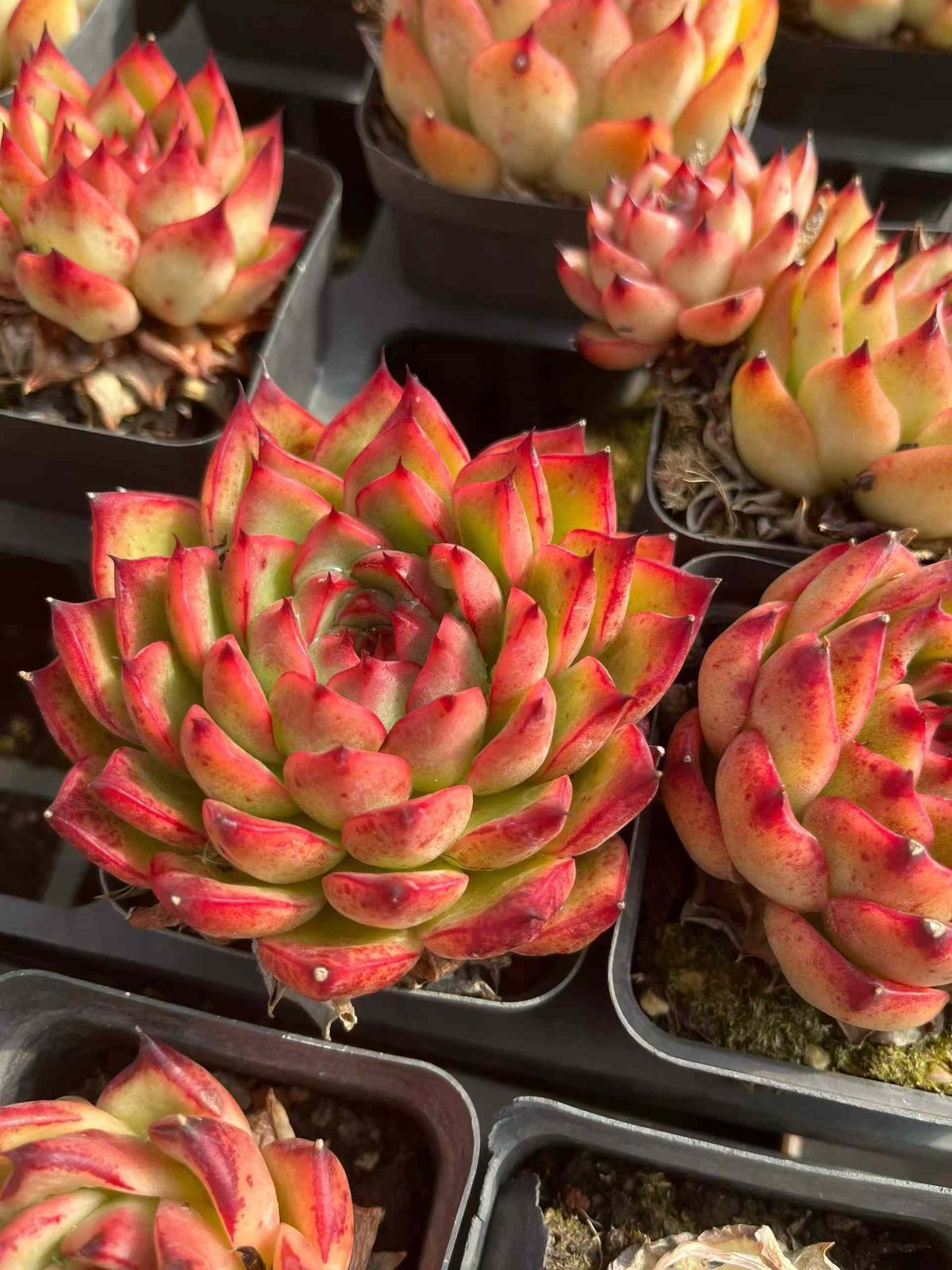 24株×エイカ 多肉植物 エケベリア セダム アエオニウム