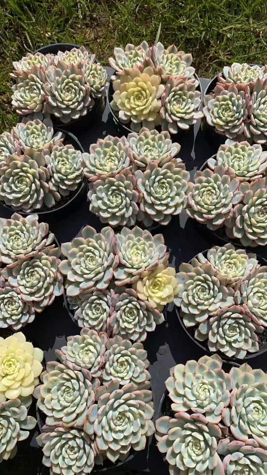 12株×ピンクヒメレンキン 多肉植物 エケベリア セダム アエオニウム グラプトペタルム 韓国苗 寄せ植え RC 2093